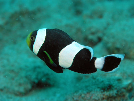 Sebae Clownfish - Violet Sea Fish and Coral