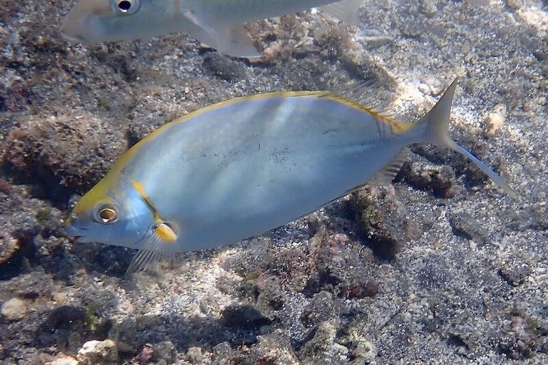 Forktail Rabbitfish (Tonga Special Grade) Size: XXL 5" to 6"