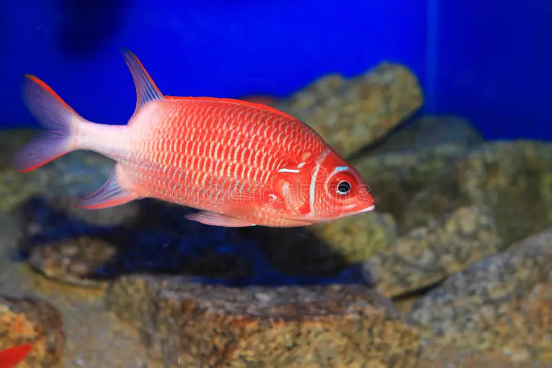 Rare True Silverspot Squirrelfish (Sumatra) Size: XXXL/SHOW 8" and Above - Violet Aquarium 