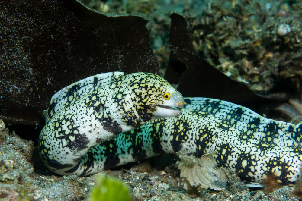 Snowflake Eel Size: XL 18" to 22" – Violet Aquarium