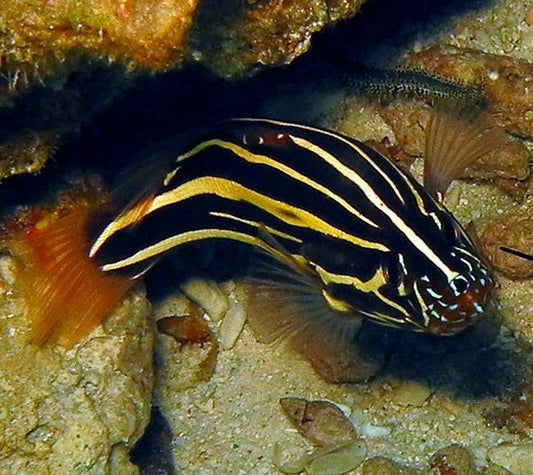 Six-Lined Soapfish - Violet Aquarium