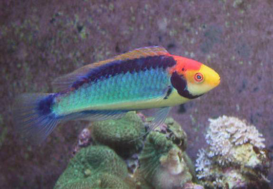 Clown Fairy Wrasse - Violet Sea Fish and Coral