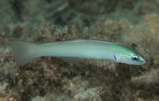 Pale gudgeon