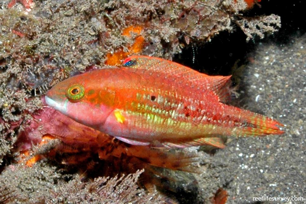 Twospot Wrasse Size: M 2" to 3"