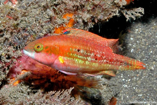 Twospot Wrasse Size: L 3" to 4"