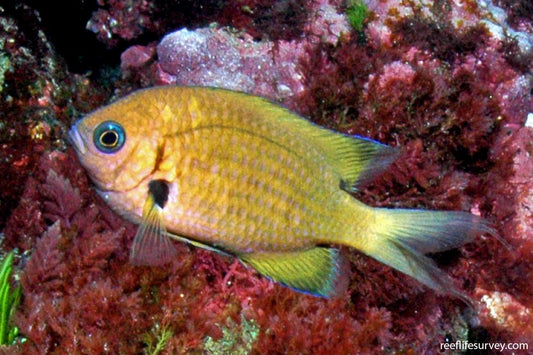 Agile Chromis