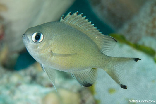 Scaly Chromis