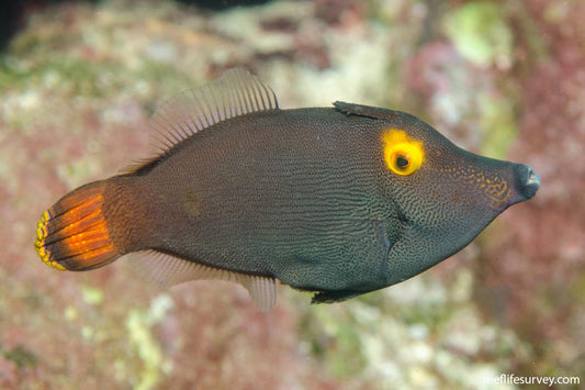 Rare Orange Eye Filefish (Tonga Special Grade) Size: XL 3.5" to 4"