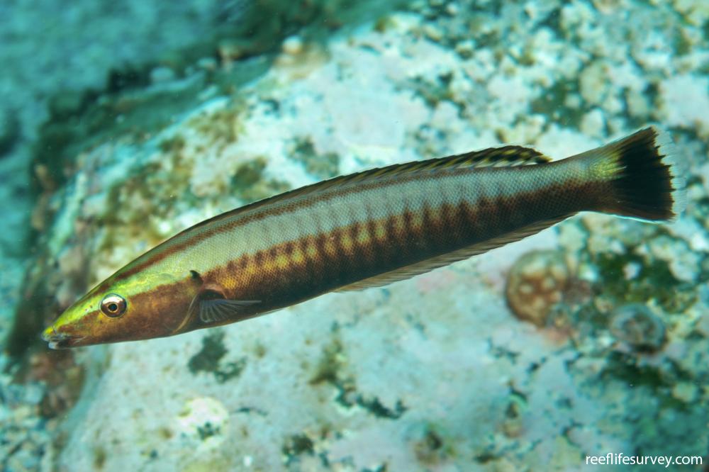Ring Wrasse Size: L 4" to 5" Juv