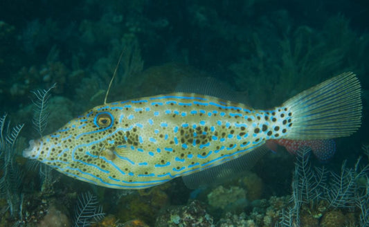 Scrawled Leatherjacket Size: L 3" to 4"