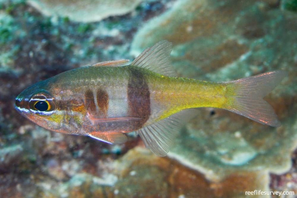 Archamia Lea Cardinal