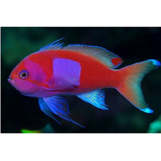 Squareback Anthias - Violet Aquarium