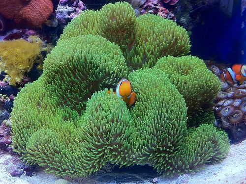 Rare Aussie Metallic Green Gigantea Carpet Anemone Size: XXL/SHOW  12" to 24"