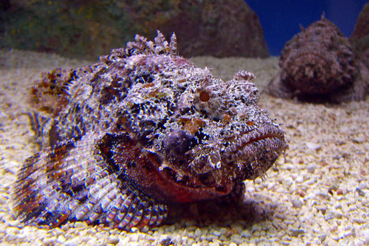 Stone Fish Size: M 2" to 3"