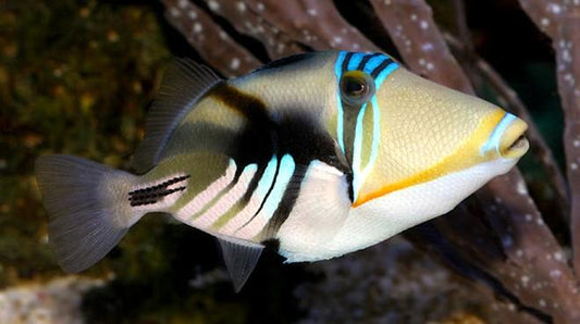 Humu Picasso Triggerfish - Violet Sea Fish and Coral