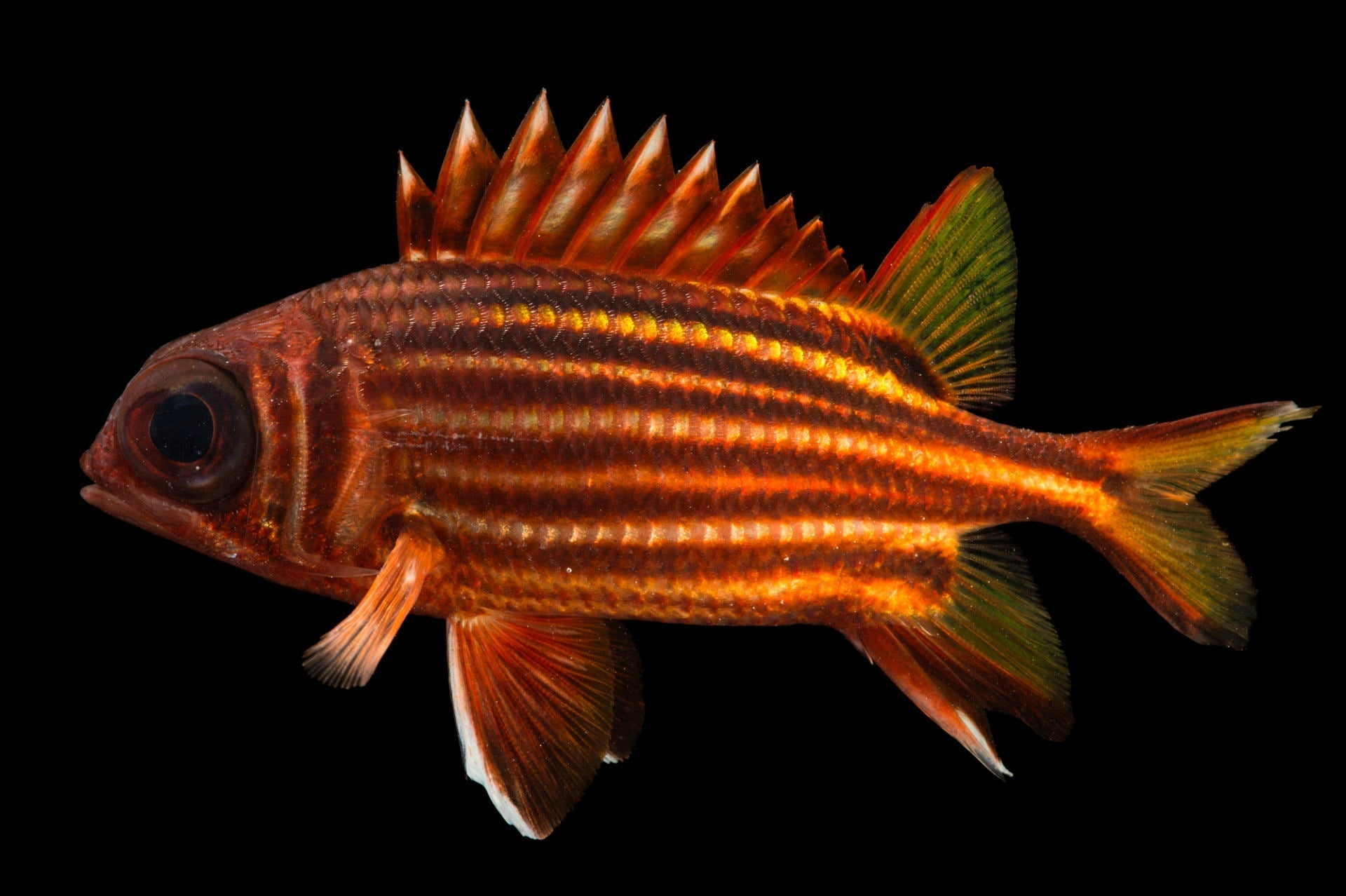 Striped Squirrelfish - Violet Sea Fish and Coral