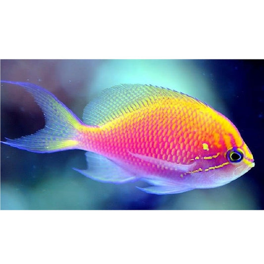 Sunburst Anthias - Violet Aquarium