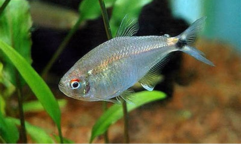 Astyanax Fish