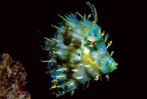 Tassle Filefish - Violet Sea Fish and Coral