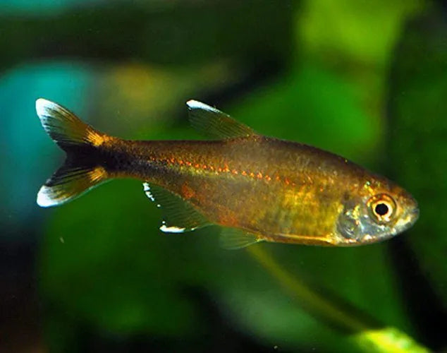 White Tip Tetra