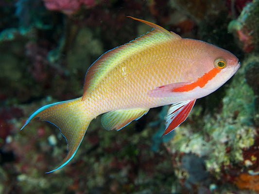 Male Huchtii Anthias - Violet Aquarium 