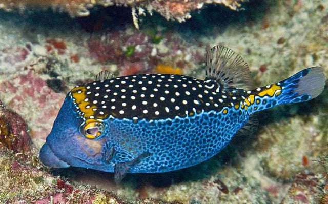 Blue Boxfish Supermale 4" and Above