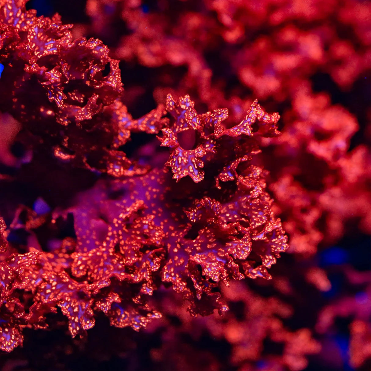 Atomic Broccoli Macro Algae (Aquacultured) Size: M 3" Diamter Ball Approx - Violet Aquarium 