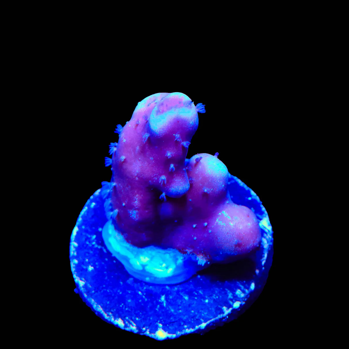 Blue Ridge Coral Size: M 0.75" to 1" Frag - Violet Aquarium 