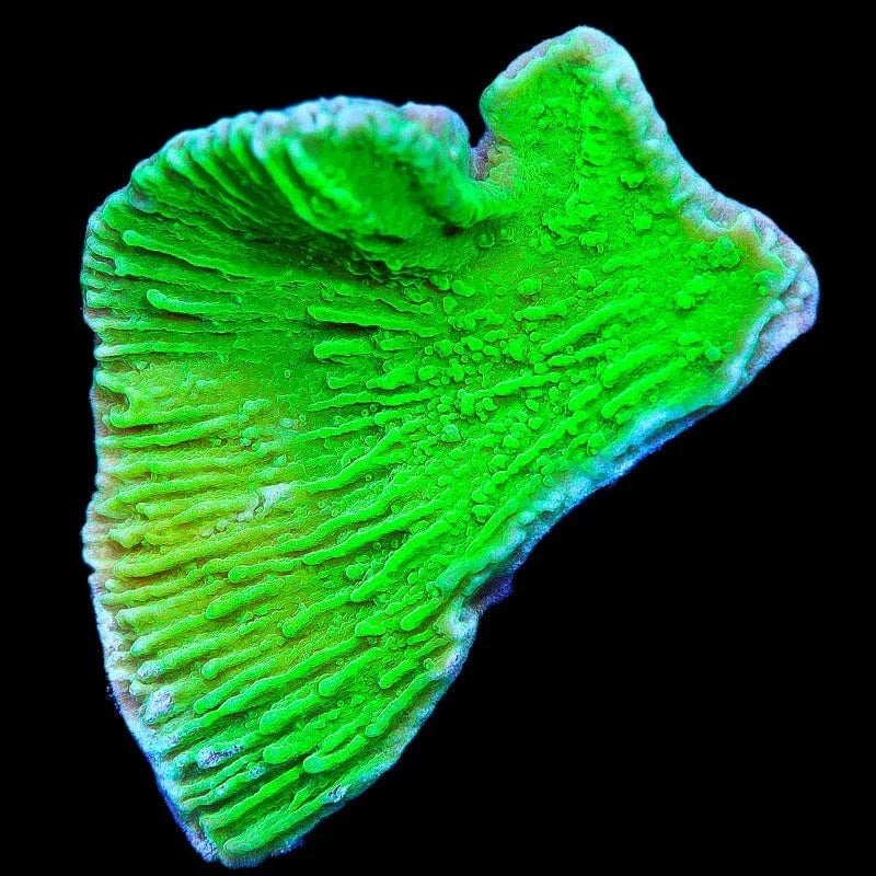 Green Montipora Size: M 0.75" to 1" - Violet Aquarium 