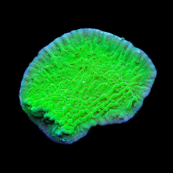 Green Montipora Size: M 0.75" to 1" - Violet Aquarium 