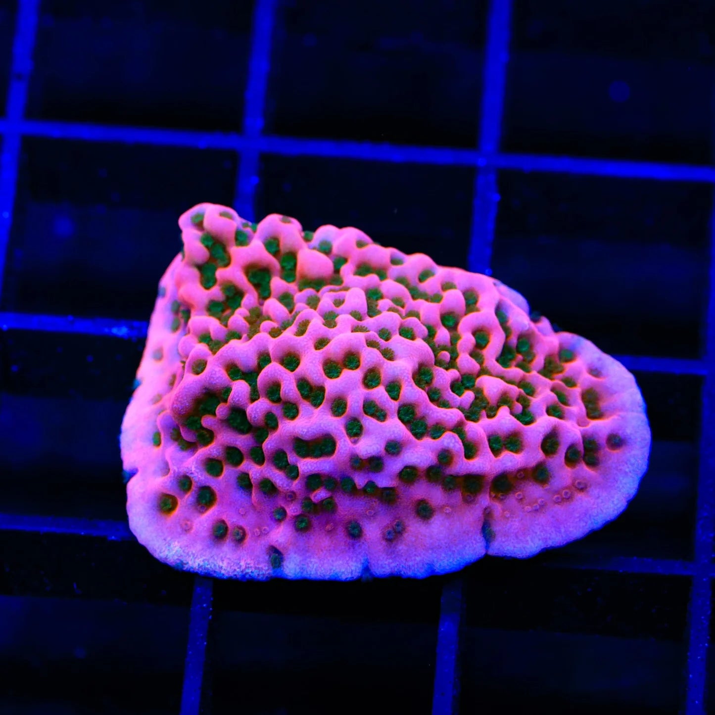 Cherry Tree Montipora (Aquacultured) Size: M 0.75" to 1" - Violet Aquarium 