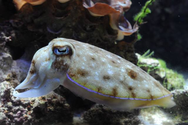 Dwarf Cuttlefish Size: S 1" to 2"