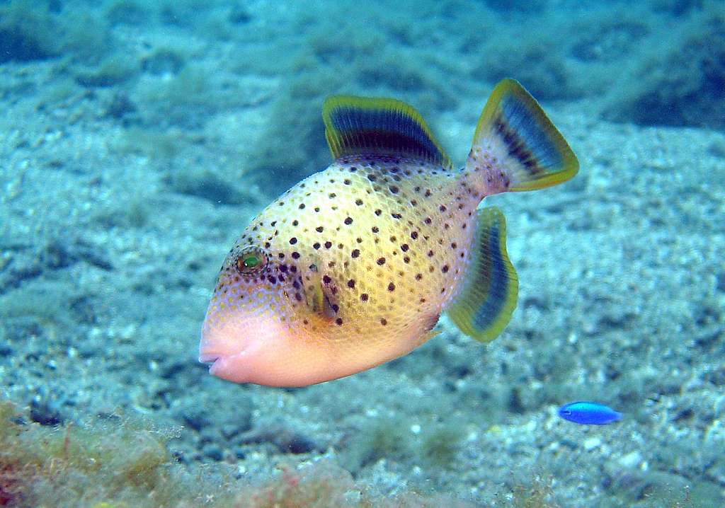 Yellowmargin Triggerfish Size: SM 2" to 3"