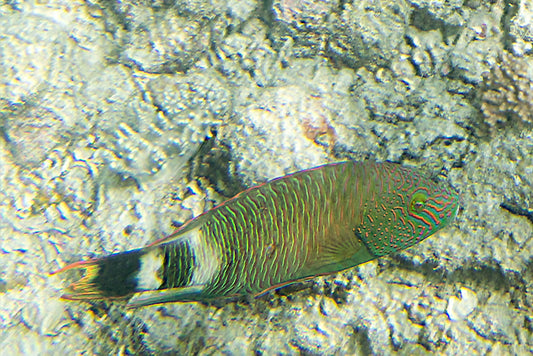 Triple Tail Wrasse - Violet Sea Fish and Coral