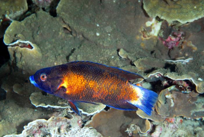 Australian Tubelip Wrasse Size: XL 2.5" to 3.5"