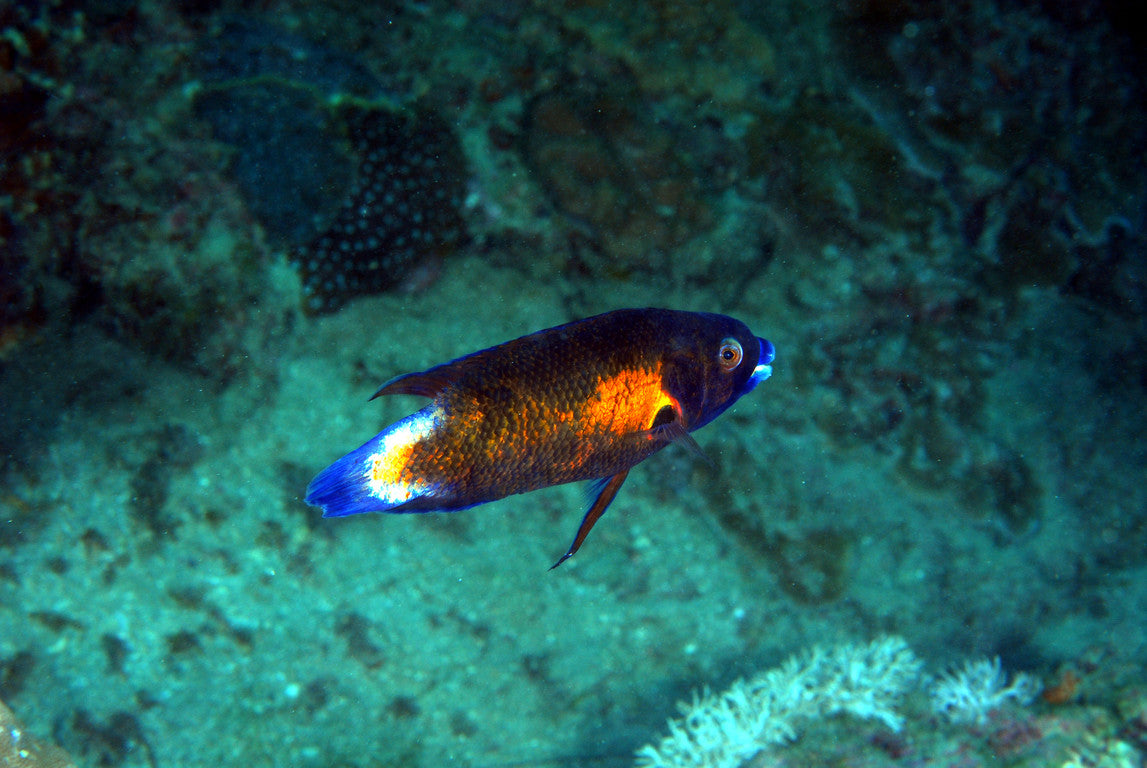 Australian Tubelip Wrasse Size: M 1.5" to 2"