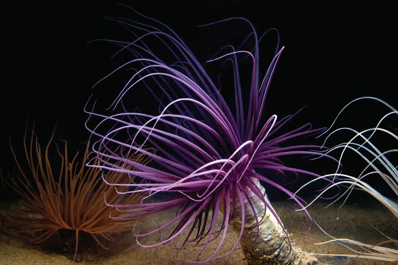 Midnight Purple Tube Anemone Size: S 1" to 3" Approx - Violet Aquarium 