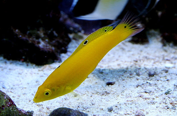 Fourspot Yellow Coris Wrasse - Violet Aquarium