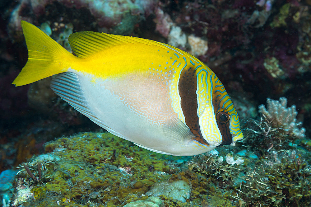 Scribbled Rabbitfish - Violet Sea Fish and Coral