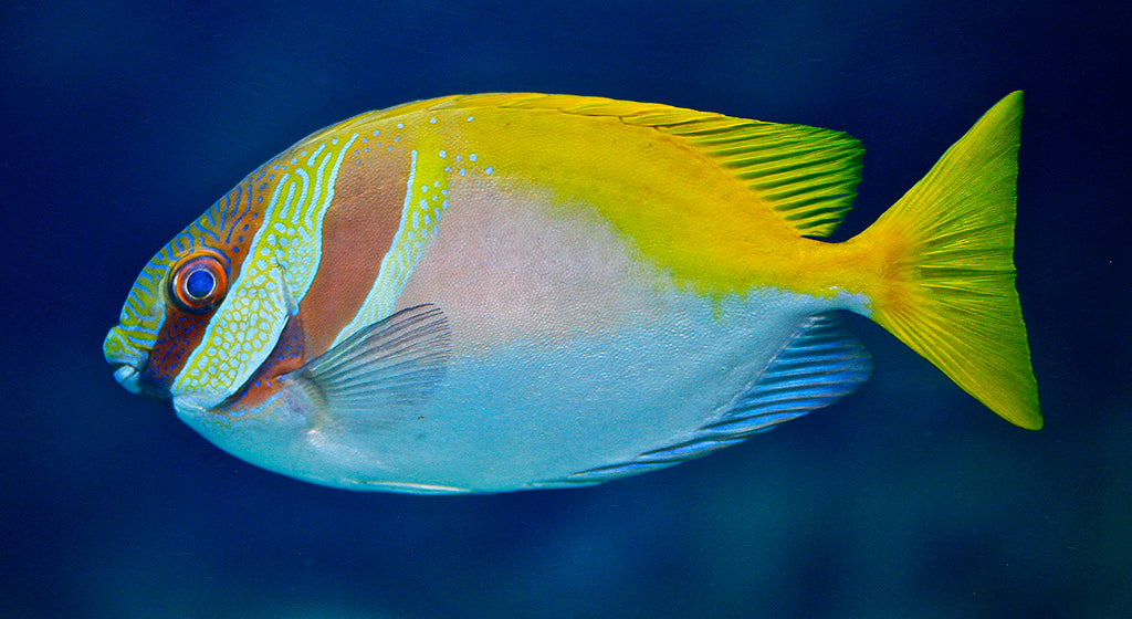 Scribed Rabbitfish Scribbled Rabbitfish Size: S 2