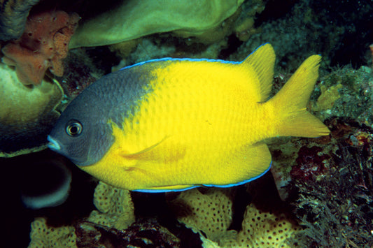 Bicolor Damselfish