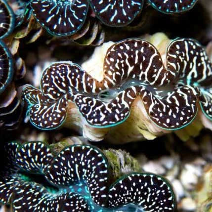 Maxima Ultra Clam (Aquacultured, Color: Amber, Ivory, Gold, Maroon)  Size: ML 3.5"-4"
