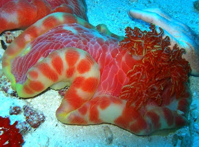 Giant Spanish Dancer