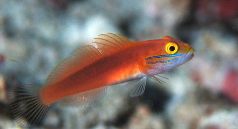 Bella Goby (Rare, available upon request) - Violet Sea Fish and Coral