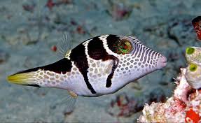 Valentini Toby Pufferfish - Violet Aquarium