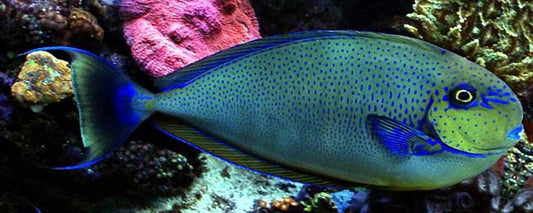 Vlamingi Unicorn Tang - Violet Aquarium