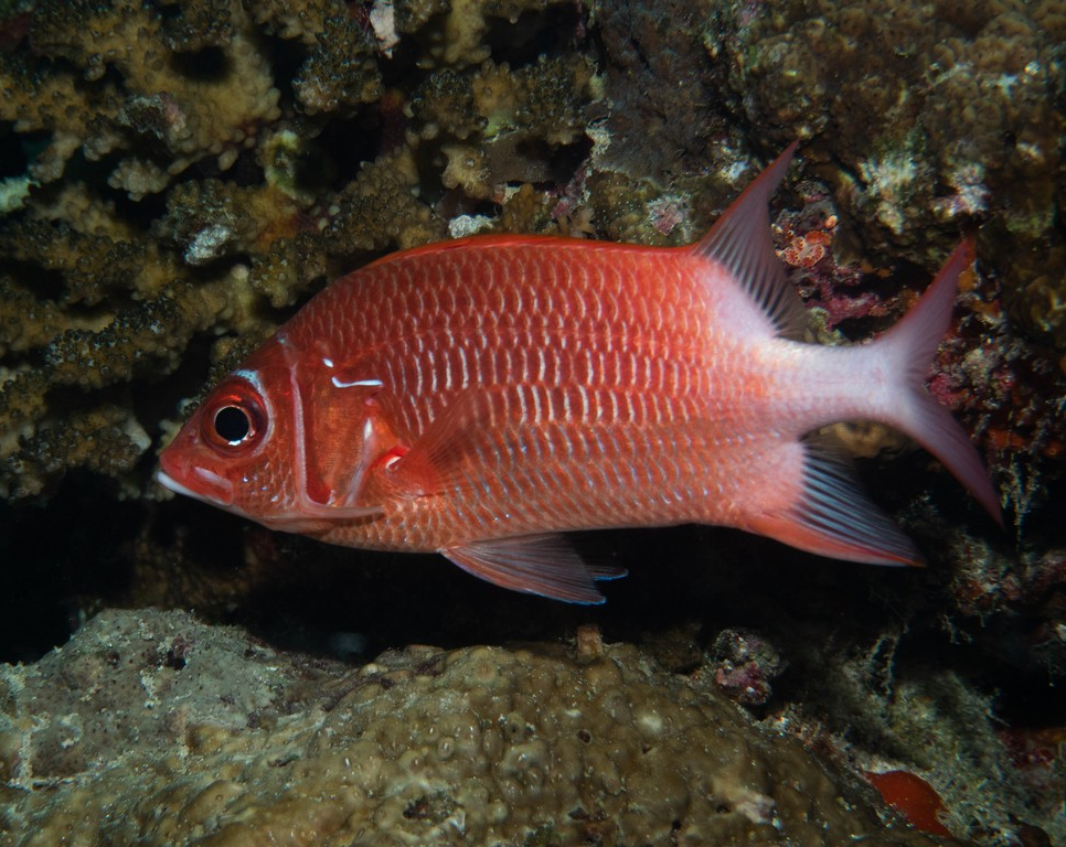 Rare True Silverspot Squirrelfish (Sumatra) Size: XXXL/SHOW 8" and Above - Violet Aquarium 