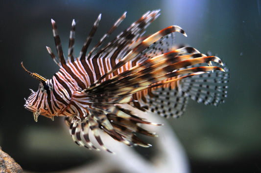 Volitan Lionfish - Violet Aquarium