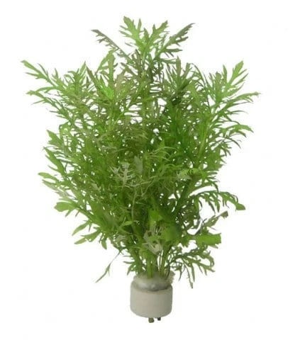 Water Wisteria 4" to 5" inch stems Single Stem  (Submerged)