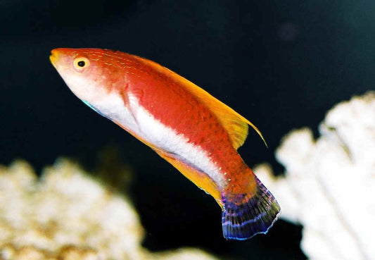 Whipfin Fairy Wrasse - Violet Sea Fish and Coral
